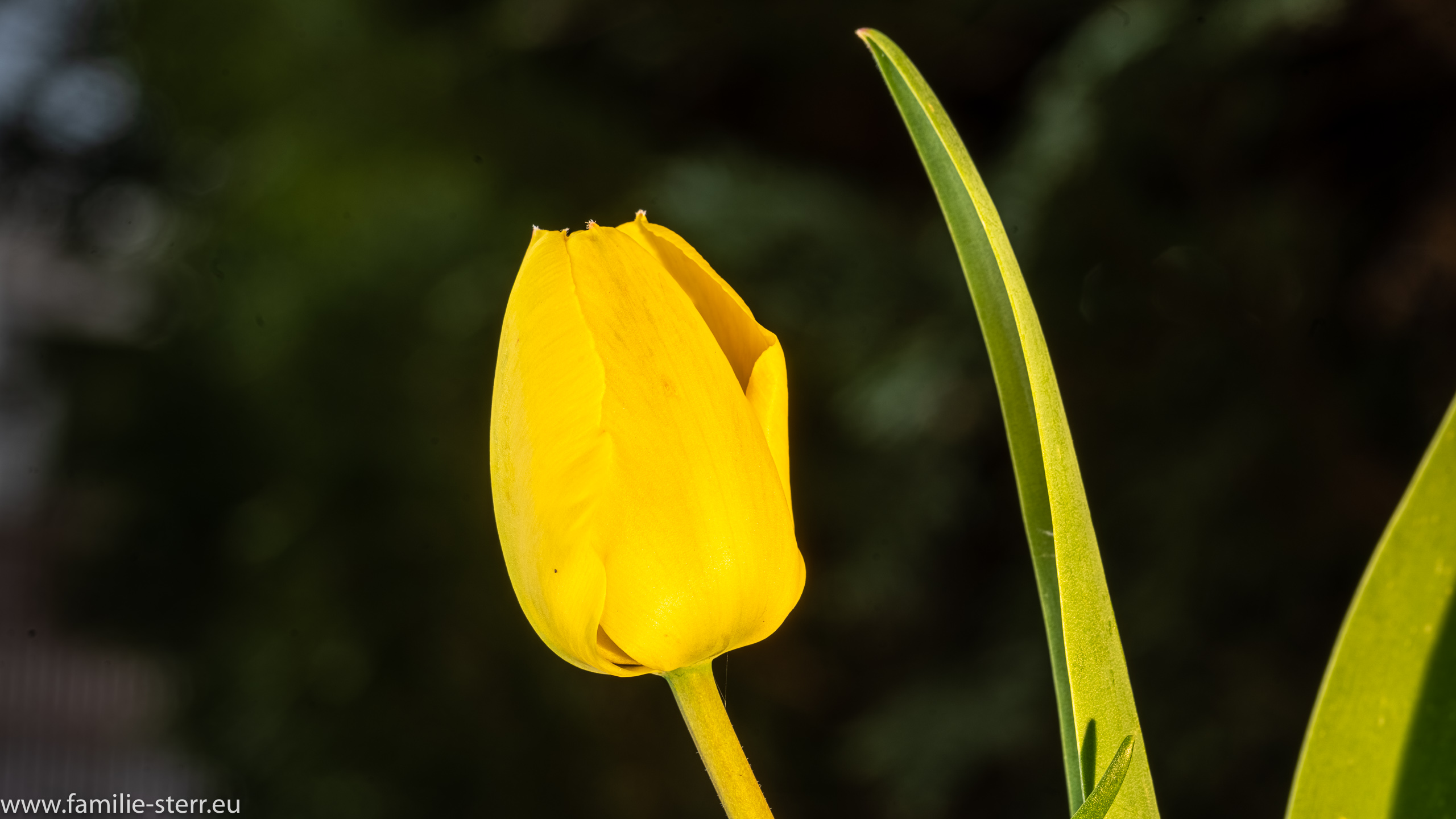 Gelbe Tulpe 5